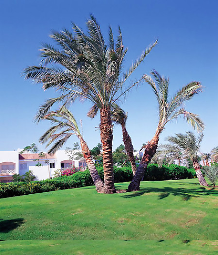 Отель Sheraton Sharm Hotel Resort, Villas & Spa 4*, Шарм Эль Шейх - фото 17